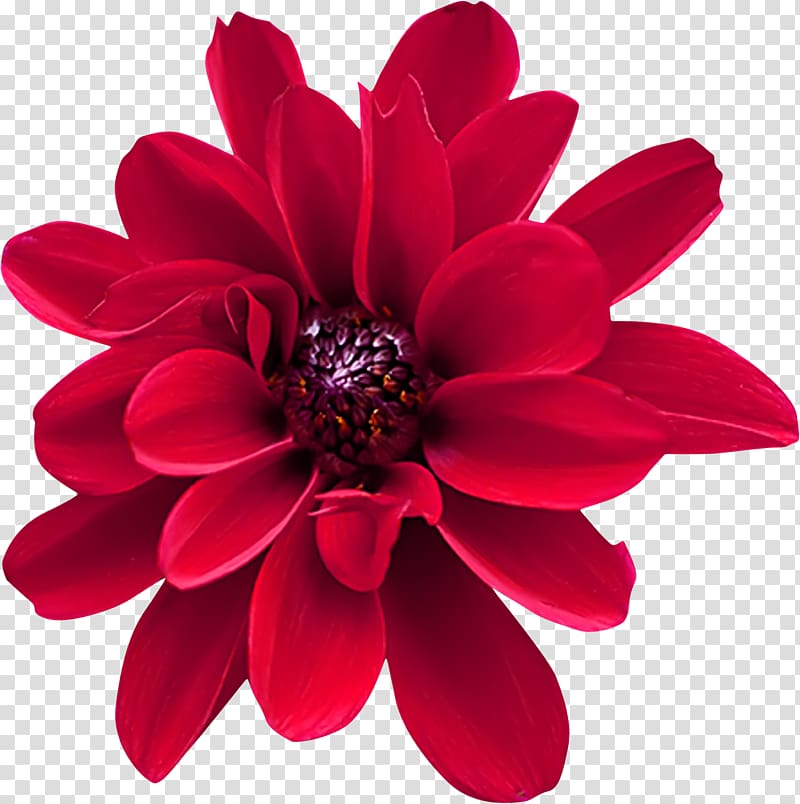 Dahlia Red Cut flowers Gift, flower transparent background PNG clipart