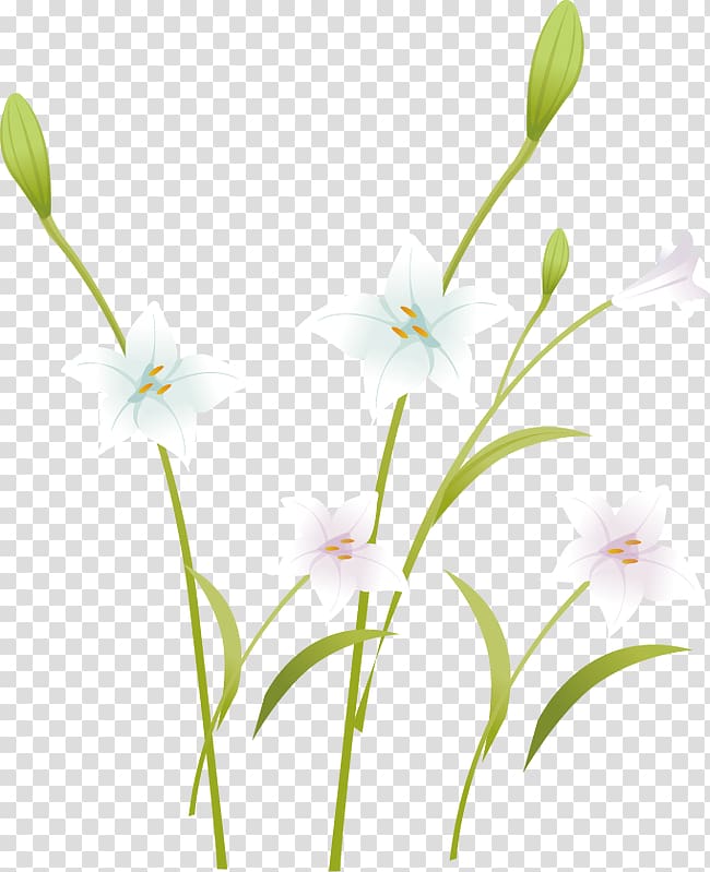 Floral design Petal Pattern, Fresh and elegant lily transparent background PNG clipart