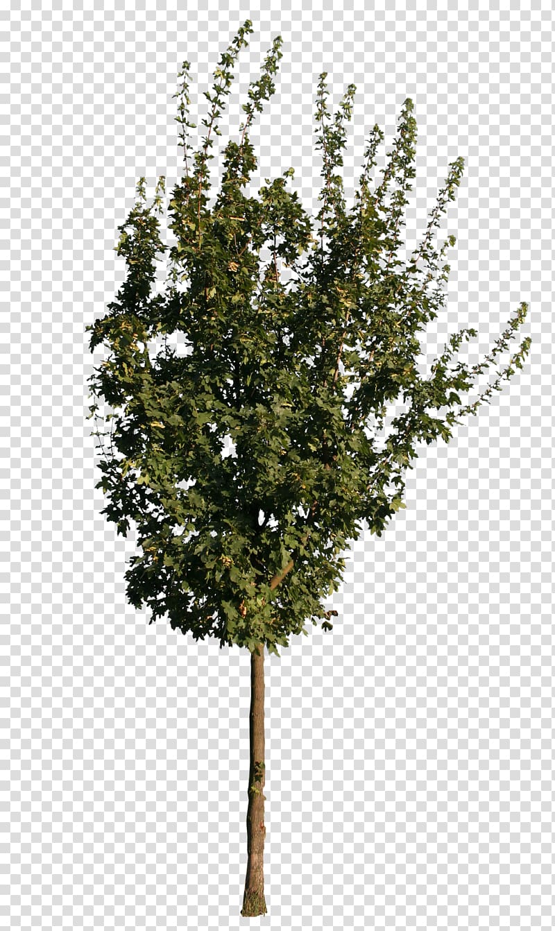 Twig European ash Tree Oak Sugar maple, tree transparent background PNG clipart