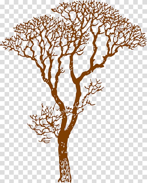 Tree Wall decal Branch Drawing , Cedar Tree Drawing transparent background PNG clipart