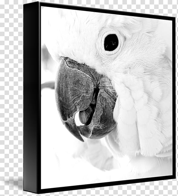 Black and white Gallery wrap Beak Frames, cacatua transparent background PNG clipart