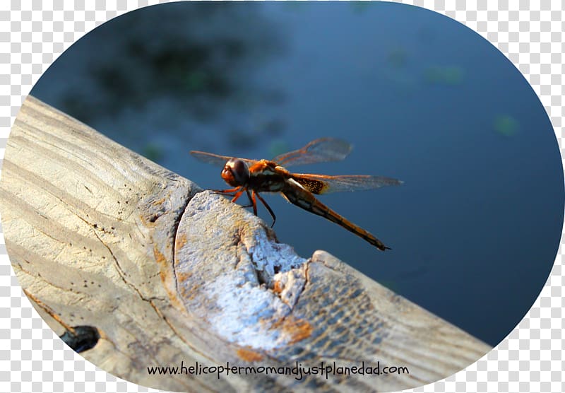 Insect Dragonfly Invertebrate Pest Arthropod, dragon fly transparent background PNG clipart