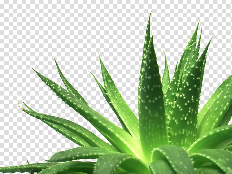 Aloe vera Aloe polyphylla Succulent plant Gel, Green Aloe transparent background PNG clipart