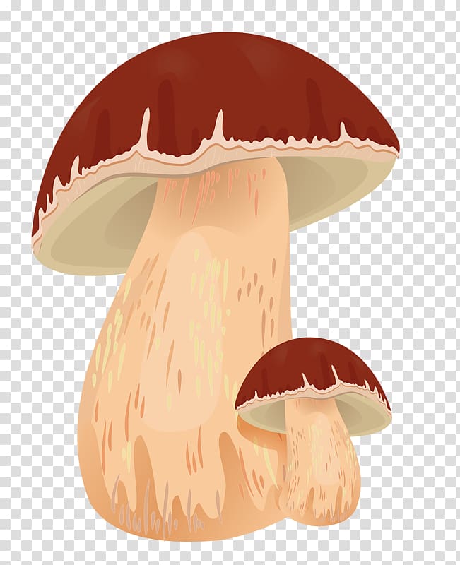 Edible mushroom Autumn Boletus edulis , Fungus mushroom transparent background PNG clipart