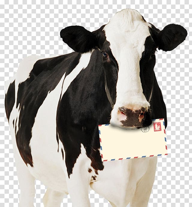 Holstein Friesian cattle Highland cattle Standee Dairy cattle Paperboard, pongal festival with cow transparent background PNG clipart