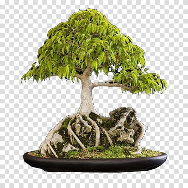 green bonsai rockery transparent background PNG clipart