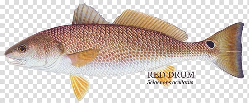 Red drum Redfish Fishing Black drum Rose fish, Fishing transparent background PNG clipart