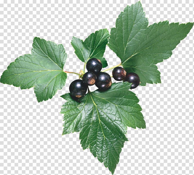 Blackcurrant Redcurrant Leaf Berry Borage, pepermint transparent background PNG clipart