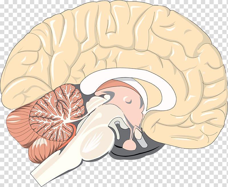 Brain Pineal gland Microplastics Disease Research, human brain transparent background PNG clipart