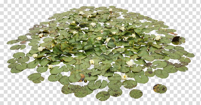 Pond Aquatic Plants Water lily Water lilies, Water Pond transparent background PNG clipart