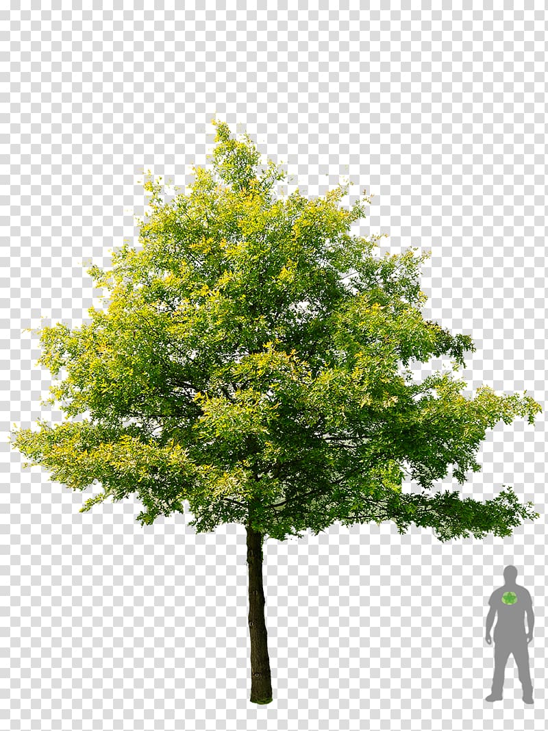 Shade tree American sycamore Swamp Spanish oak , acer palmatum thunb transparent background PNG clipart