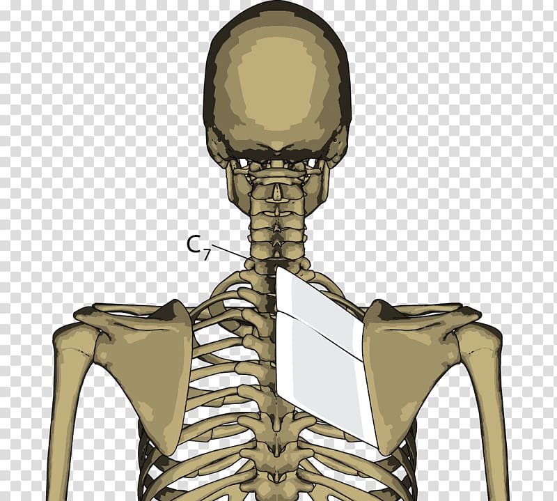 Rhomboid muscles Rhomboid major muscle Skeleton Joint, Skeleton transparent background PNG clipart