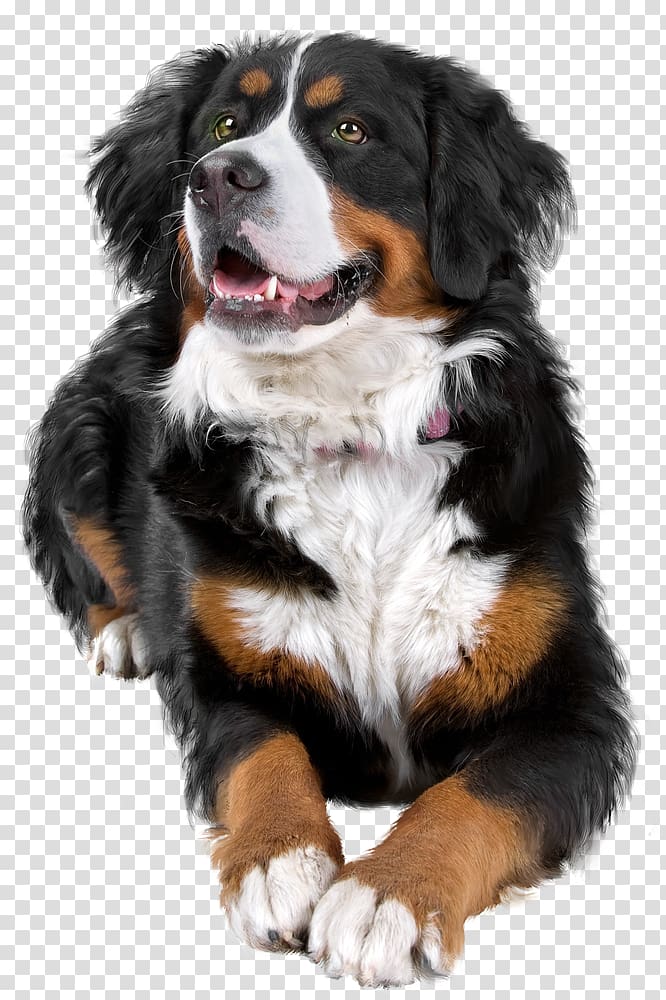 Bernese Mountain Dog Dog breed Greater Swiss Mountain Dog Companion dog, others transparent background PNG clipart
