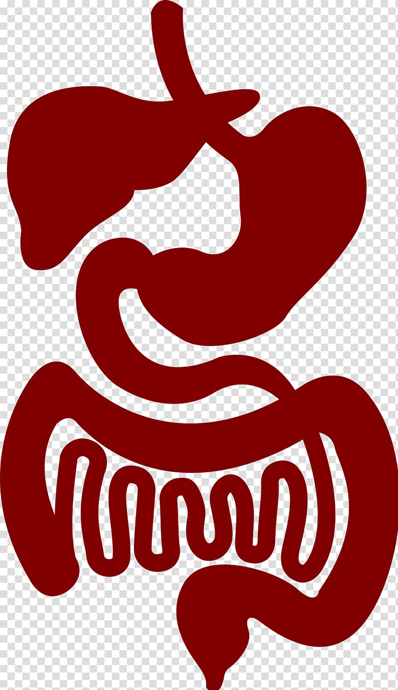 Gastrointestinal tract Nutrient Large intestine Organ Small intestine, red trichome virus transparent background PNG clipart