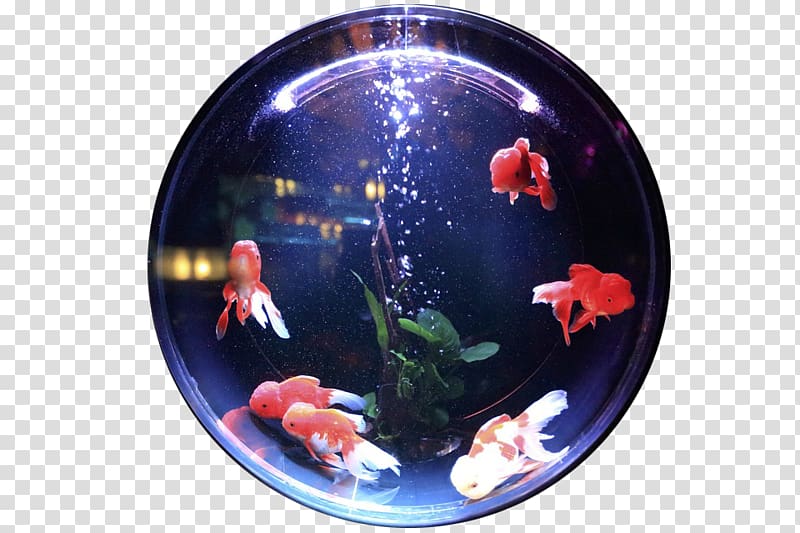 Carassius auratus Aquariums Aquatic Plants u5bffu547d, glass bead transparent background PNG clipart