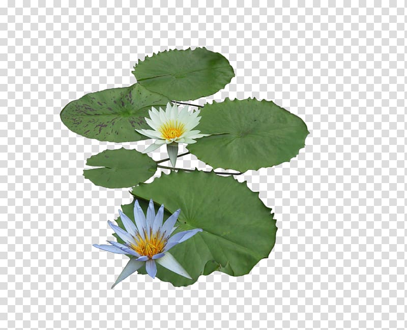 Nelumbo nucifera Aquatic plant, Lotus lotus transparent background PNG clipart