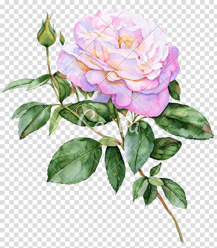 Flower Rose Watercolor painting Drawing, watercolor butterfly transparent background PNG clipart