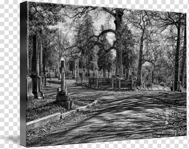 Woodland Painting Frames State park, painting transparent background PNG clipart
