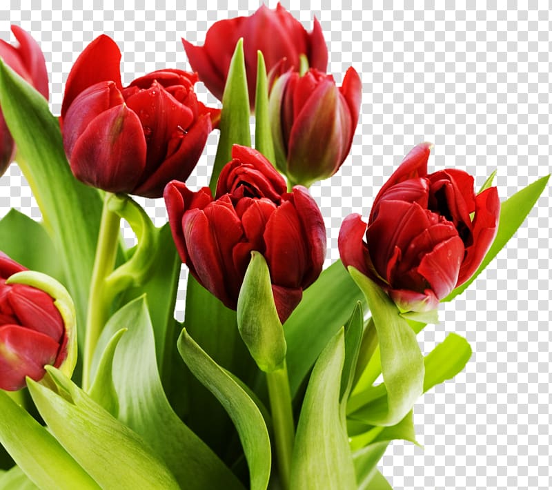 Tulip mania Pink flowers Desktop , tulip transparent background PNG clipart