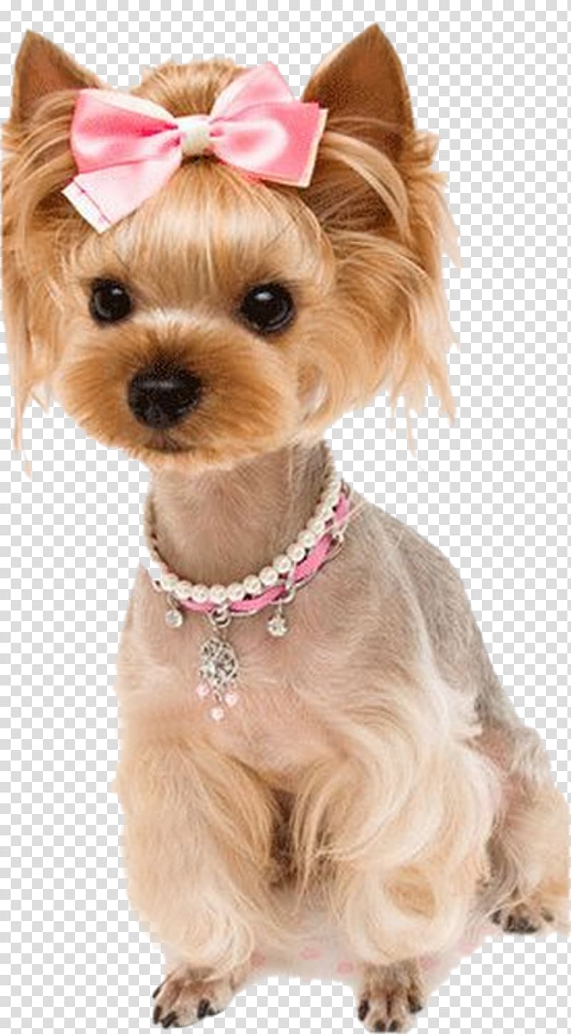Yorkshire Terrier Australian Silky Terrier Morkie Puppy Dog breed, puppy transparent background PNG clipart