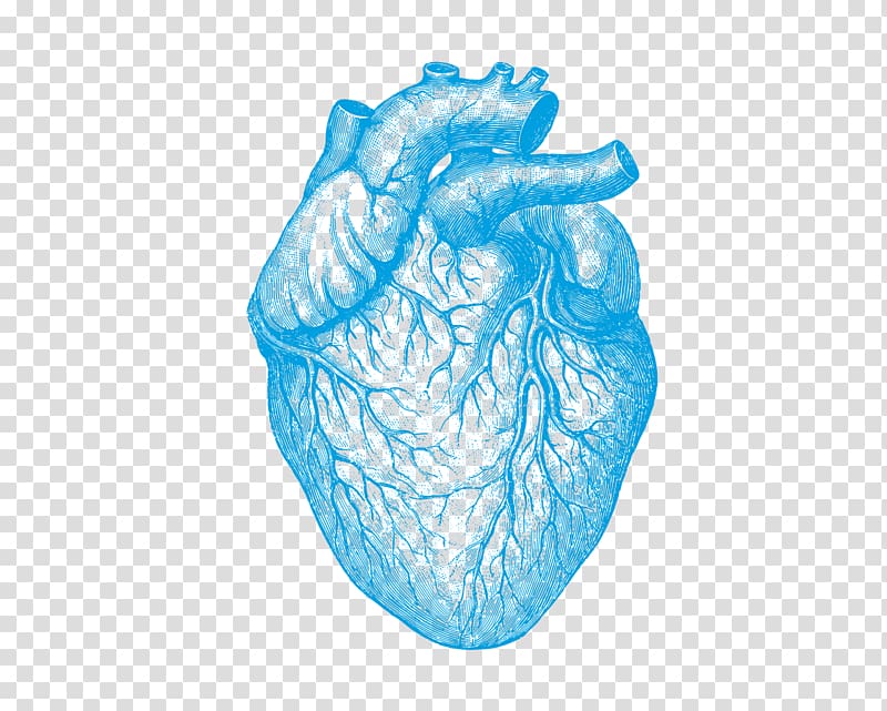 Human anatomy Understanding Heart Disease Human body, heart transparent background PNG clipart