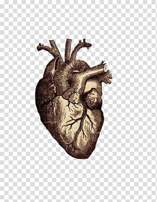Vitruvian Man Heart Human anatomy Human body, Copper Heart transparent background PNG clipart