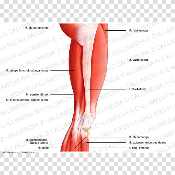 Thigh Vastus lateralis muscle Knee Hip, Neck muscle transparent background PNG clipart