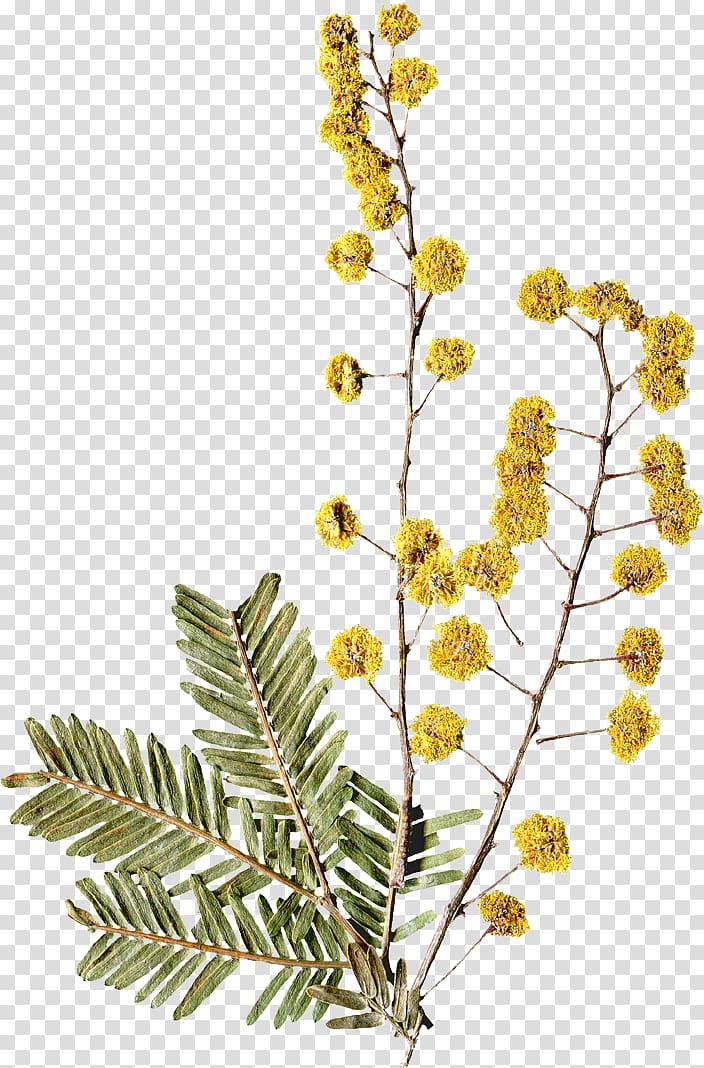beautiful yellow flowers dried flowers embossed leaf transparent background PNG clipart