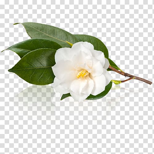 white camellia flower ], White tea Camellia sinensis Japanese camellia Camellia oleifera, tea leaves transparent background PNG clipart