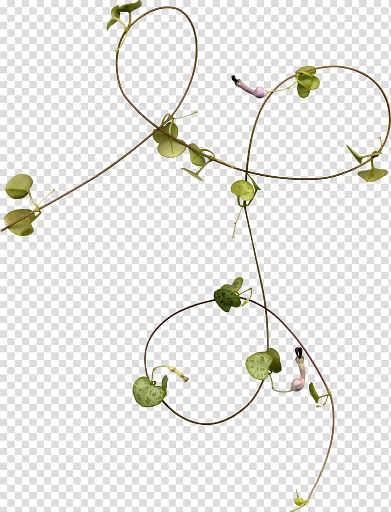 Liana , vines transparent background PNG clipart