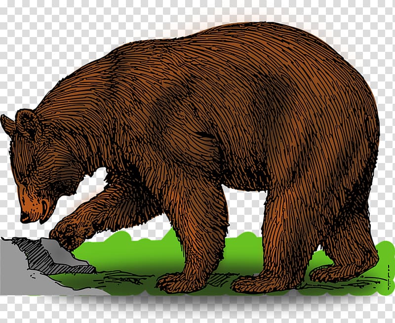 Brown Bear, Brown Bear, What Do You See? American black bear , bear transparent background PNG clipart