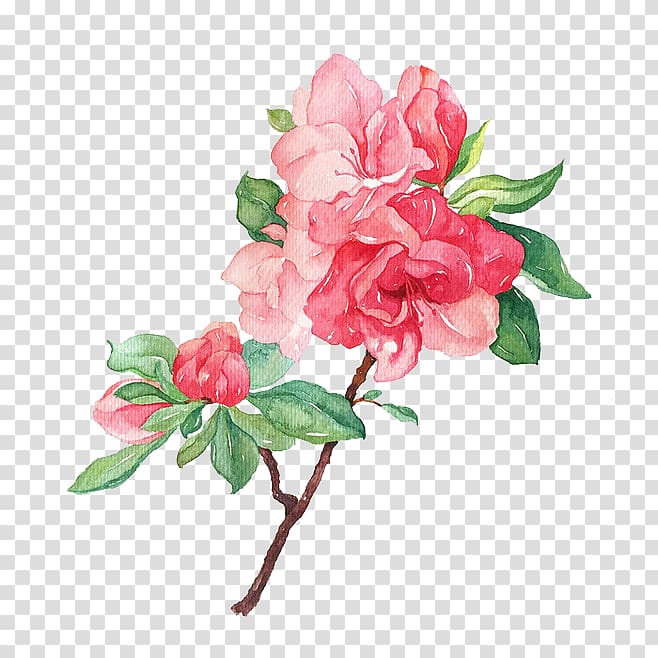 Garden roses Flower Illustration, Blooming flowers transparent background PNG clipart