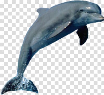 Dolphin Porpoise Tucuxi Cetacea, dolphin transparent background PNG clipart