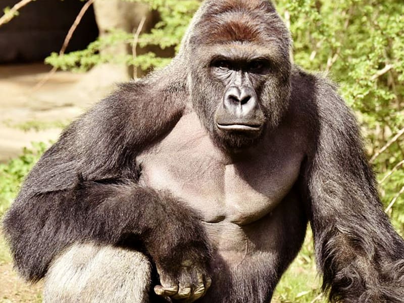 Cincinnati Zoo and Botanical Garden Gorilla Killing of Harambe, gorilla transparent background PNG clipart