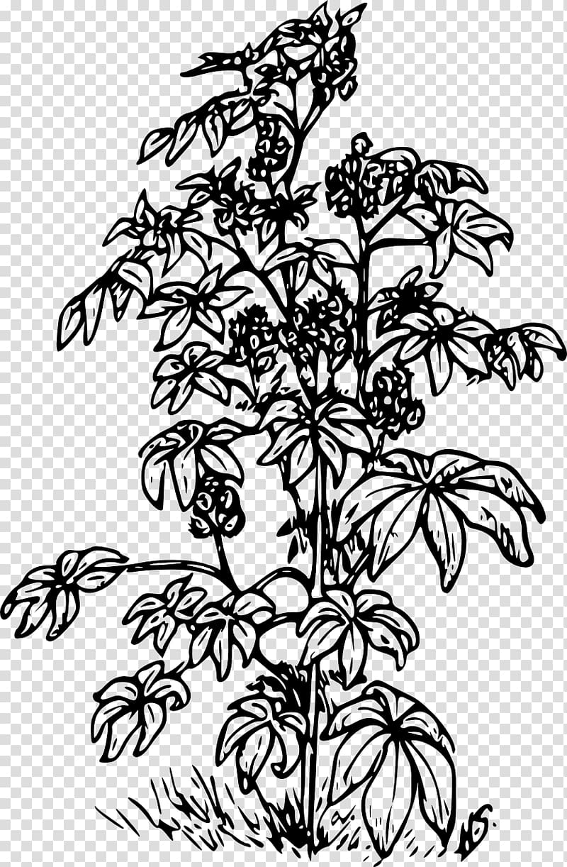 Ricinus Castor oil , black beans transparent background PNG clipart ...