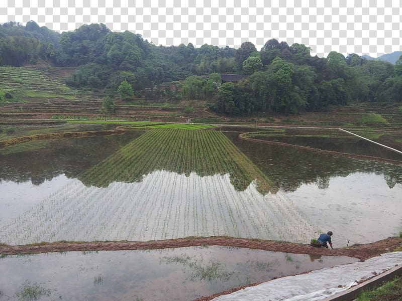 Paddy Field Arable land Oryza sativa, Paddy field transplanting transparent background PNG clipart