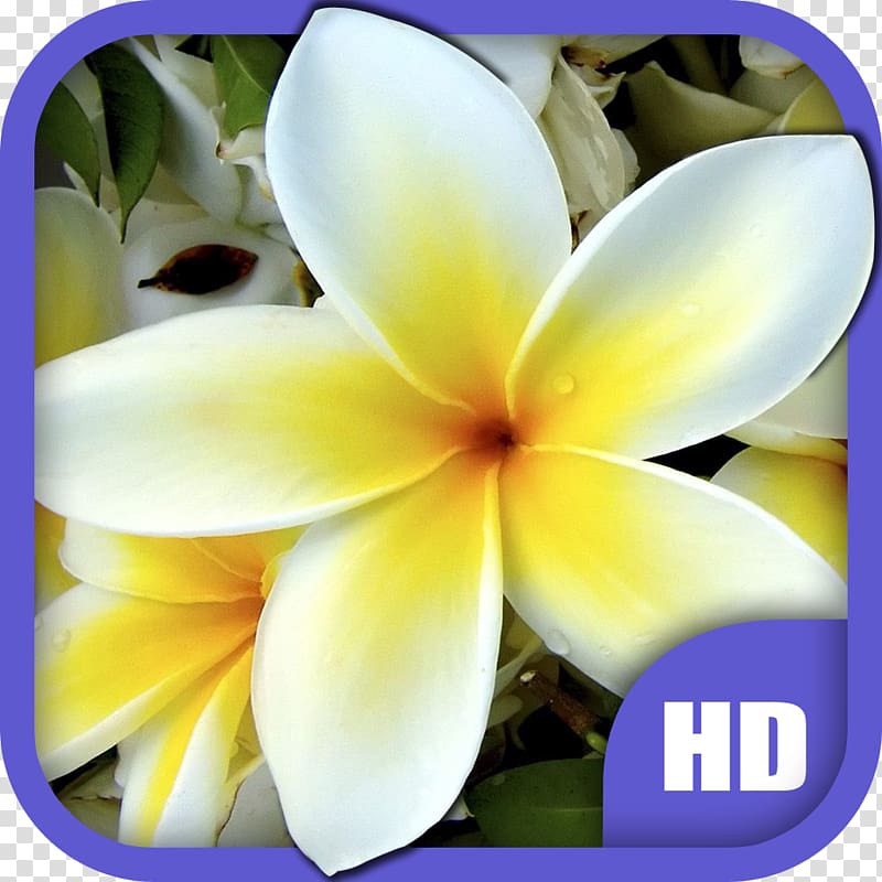 Cut flowers Hibiscus Plumeria alba Tulip, plumeria alba transparent background PNG clipart