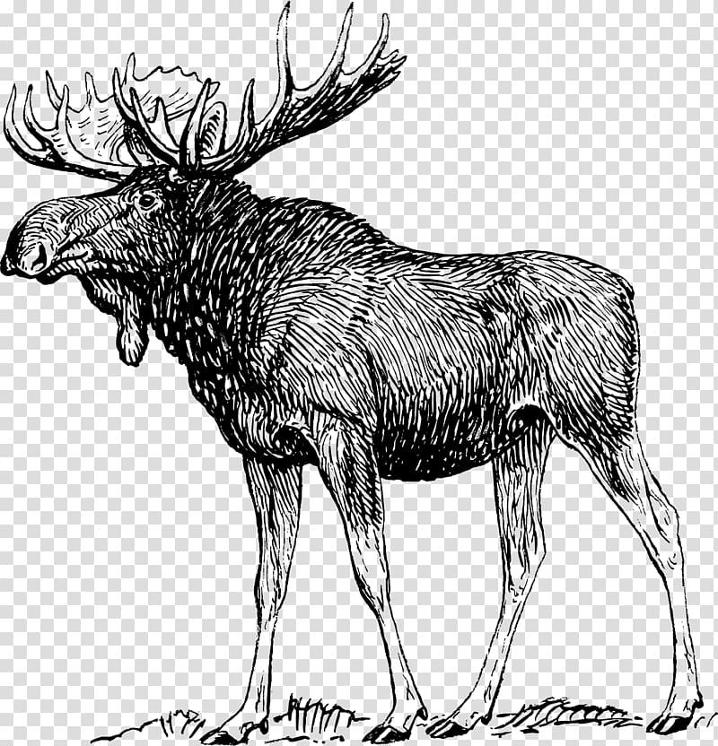 Drawing Deer Art Sketch, deer transparent background PNG clipart