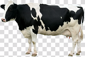 Holstein Dairy Cow Standing transparent background PNG clipart thumbnail