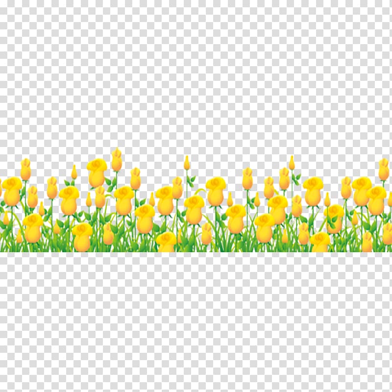Tulip Flower bouquet , Yellow Tulips transparent background PNG clipart