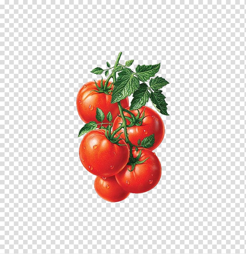 Juice Roma tomato Heirloom tomato Fruit Illustration, vegetable and fruit transparent background PNG clipart