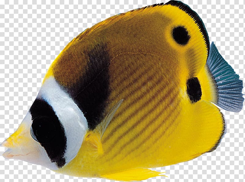 Ornamental fish , fish transparent background PNG clipart