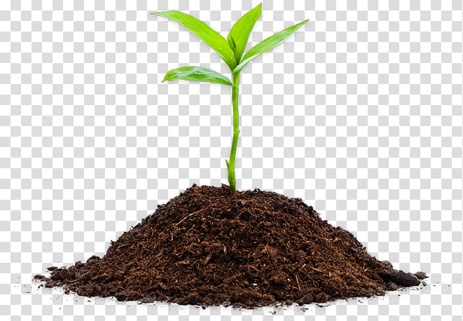 Seedling Germination Soil Cannabis sativa, Planta transparent background PNG clipart