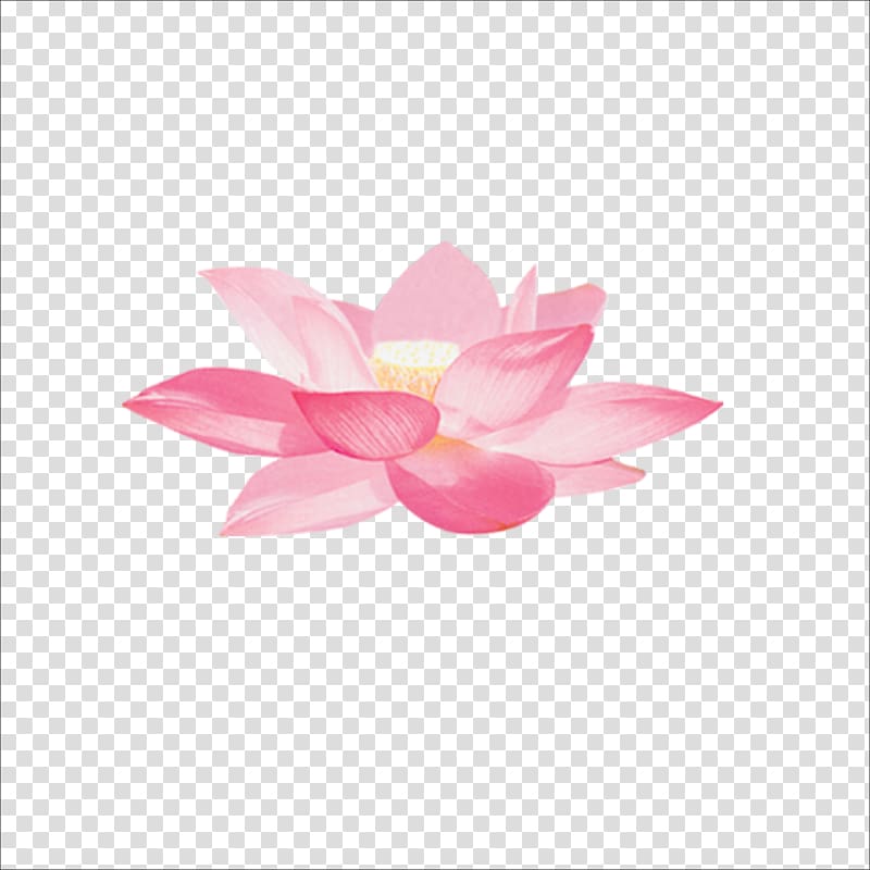 Nelumbo nucifera Jiangxia District Aquatic plant, Lotus transparent background PNG clipart