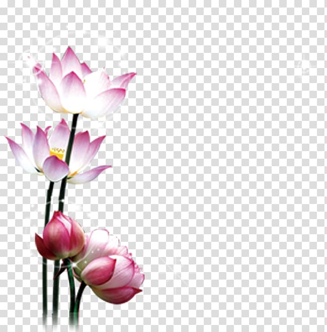 pink-and-white lotus flowers in bloom, Lotus transparent background PNG clipart