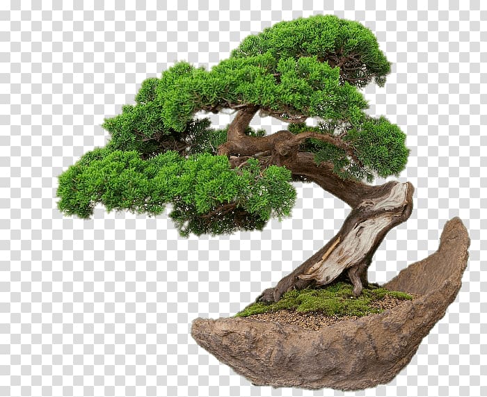 Bonsai Ornamental plant Weeping fig Tree Root, tree transparent background PNG clipart