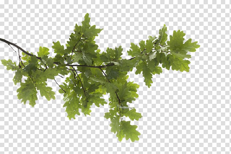 green leaf painting, Tree Branch Leaf , Icon Oak Tree Hd transparent background PNG clipart