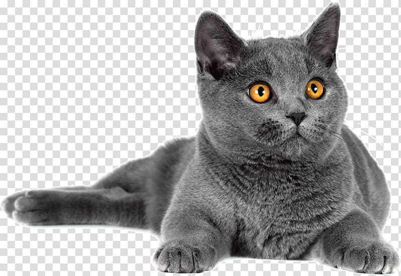 Korat British Shorthair Chartreux Domestic short-haired cat Whiskers, others transparent background PNG clipart