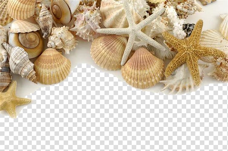 assorted sea shells, Seashell Pearl Shore Sand, Decorative seashells transparent background PNG clipart