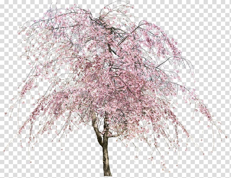 Cherry blossom Tree, nursery transparent background PNG clipart